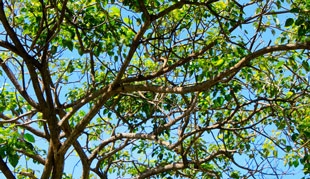 trees during spring