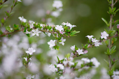 Photograph of a branch of bacopa plant blossoms