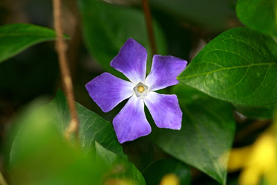 Photograph of a periwinkle flower blossom