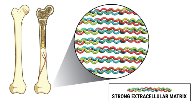 diagram showing strong extracellular matrix inside bone