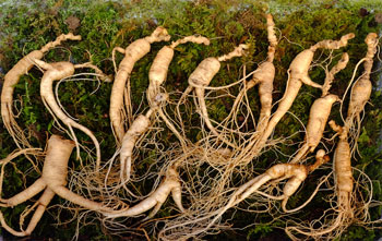 Korean Red Ginseng