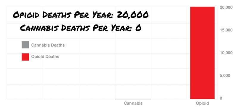 chart comparing cannabis deaths to opioid deaths