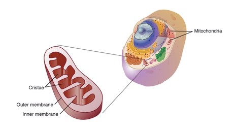 diagram of mitochondria