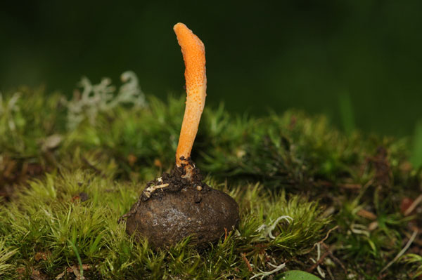 soil image