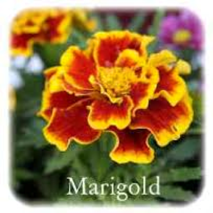 Marigold flower