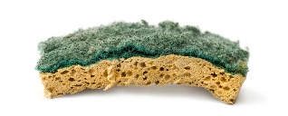 dried out sponge