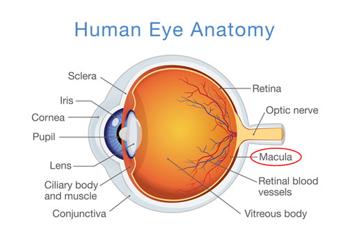 anatomy of the human eye