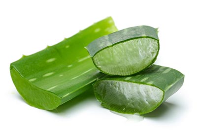 Aloe plant
