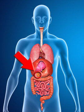 human anatomy with pancreas highlighted